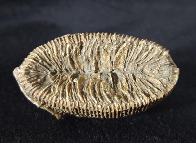 Aulosmilia archiaci (FROMENTEL 1862) - Bild © FossNet FossilienStore